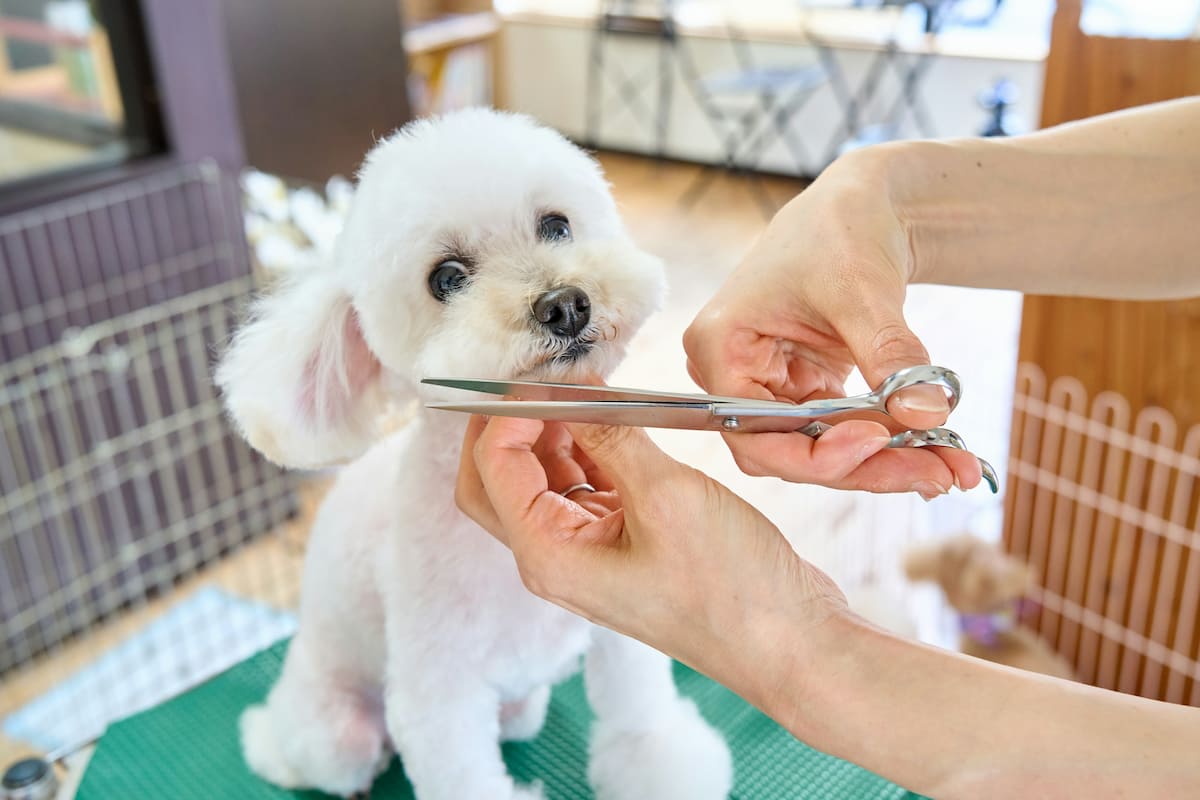 Hund beim Grooming in der Fellstube Berlin-Zehlendorf